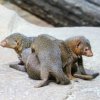 berlinzoo12